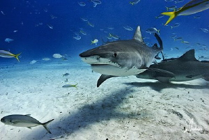 Tiger Shark at Tiger Beach gives me the eye. This Tiger S... by Steven Anderson 
